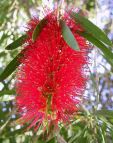 [Bottlebrush]