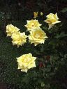 [Yellow Roses]