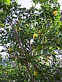 Lemon tree in the garden.  We get about twenty lemons a week, and as a result we drink vast quantities of lemon squash.