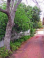 Our rather long and narrow driveway.  The big tree is a jacaranda, and although it wasn't in flower when I took the picture, it's now covered in purple flowers.