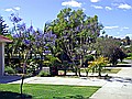 The street outside our house.  The purple trees are jacarandas - they grow all over the city, and are mostly much bigger than these.