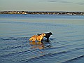 Jasper and our friend's dog Dana cooling off.