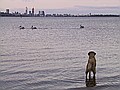 Jasper checks out some of the local wildlife.  These pelicans are bigger than he is, so he's staying well clear of them!