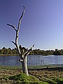 Blue Gum Lake, just across the road from our house.