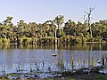 Blue Gum Lake.