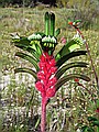 A Kangaroo Paw flower.  I think that this is Western Australia's emblem.  I reckon it was inspiration for the Triffids.