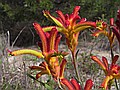 Cat's Paw flowers.  A relative of Kangaroo Paws.