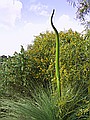 The seed stalk of a grass tree.  The spike is about six feet high.