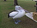 A pelican at Mandurah.