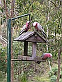 Pink and grey gallahs in the Stirling Hills.