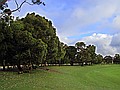 Strickland Reserve cricket oval.  This is the place we take Jasper to run around with all his puppy friends.