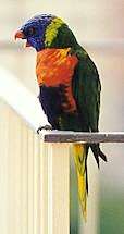 Rainbow Lorikeet